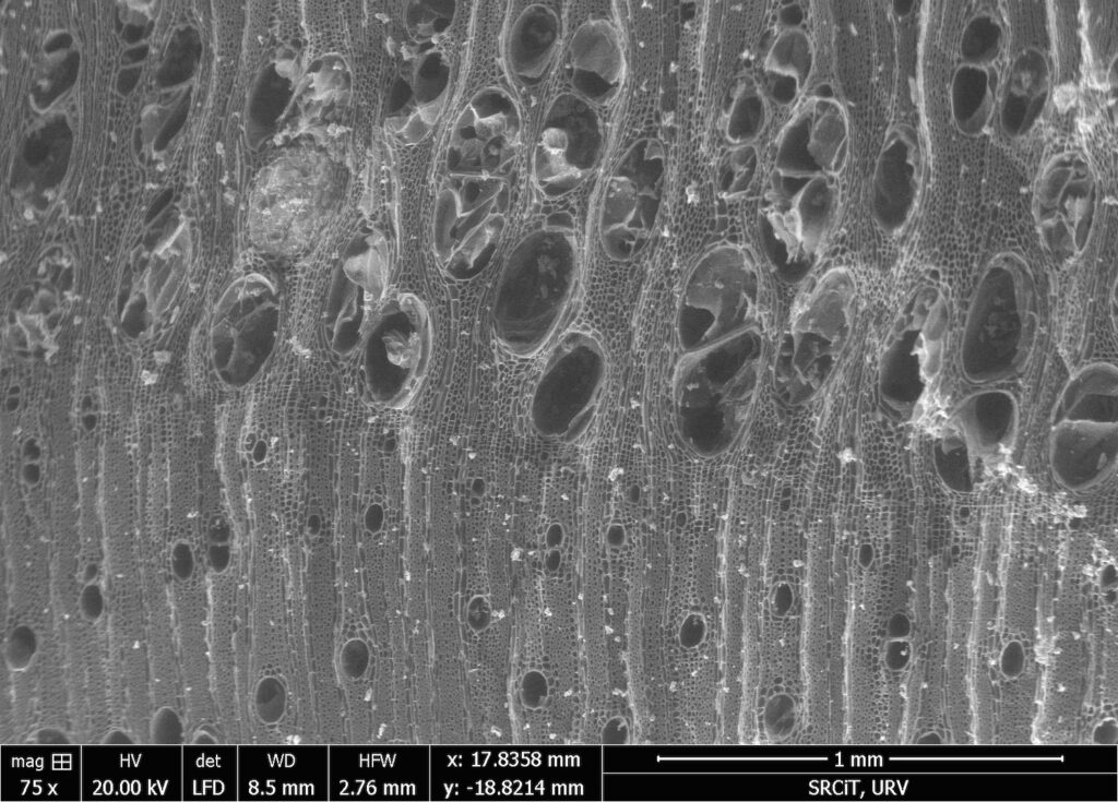 Charcoal Analysis Suggests Any Wood Would Do for Early Hominins