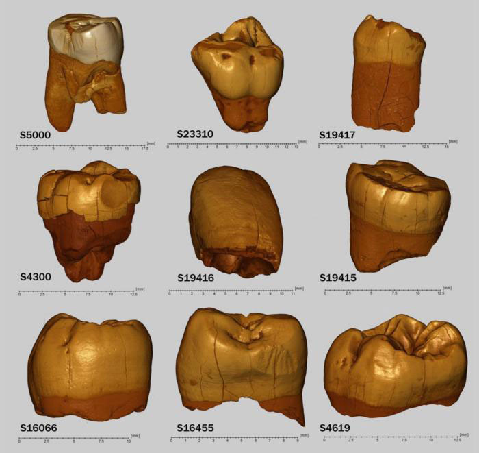 Mitochondrial DNA Links Neanderthals in Poland’s Stajnia Cave