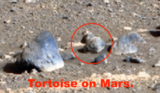 Animal Found On Mars In Recent NASA rover Photos, April 30, 2026, UFO Sighting News.