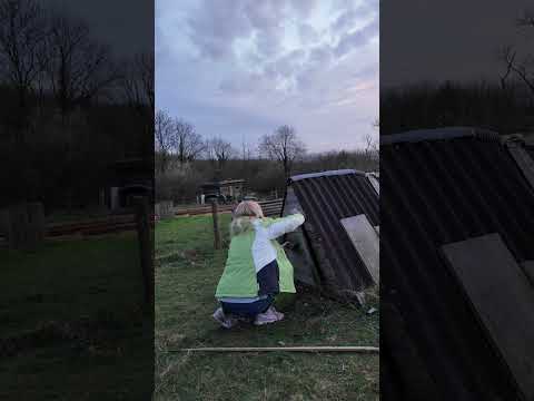 My sister trying to get the geese in!