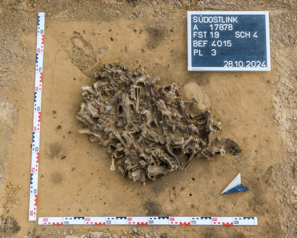 Neolithic Pit Full of Beaver Bones Uncovered in Germany