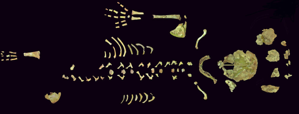 Study Suggests Neanderthal Children Grew Quickly