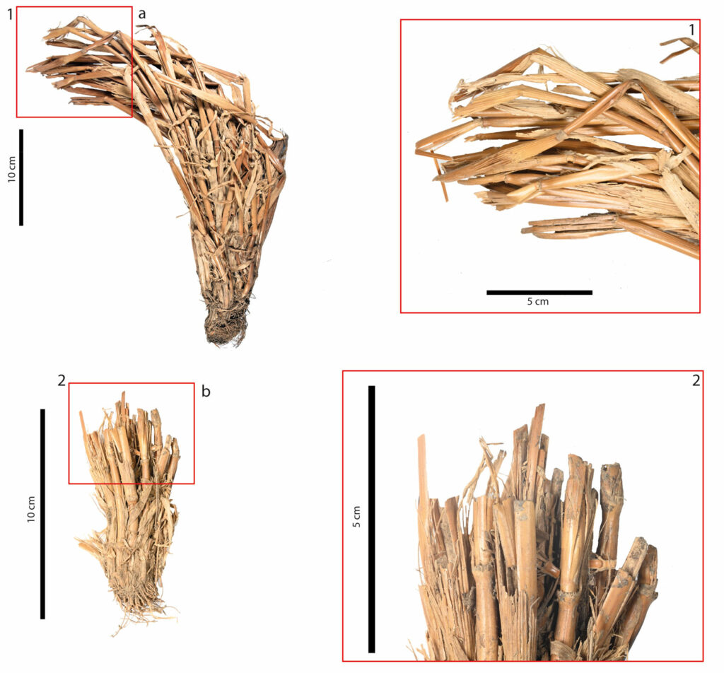 Earliest Evidence of Cereal Processing in the Canary Islands Uncovered