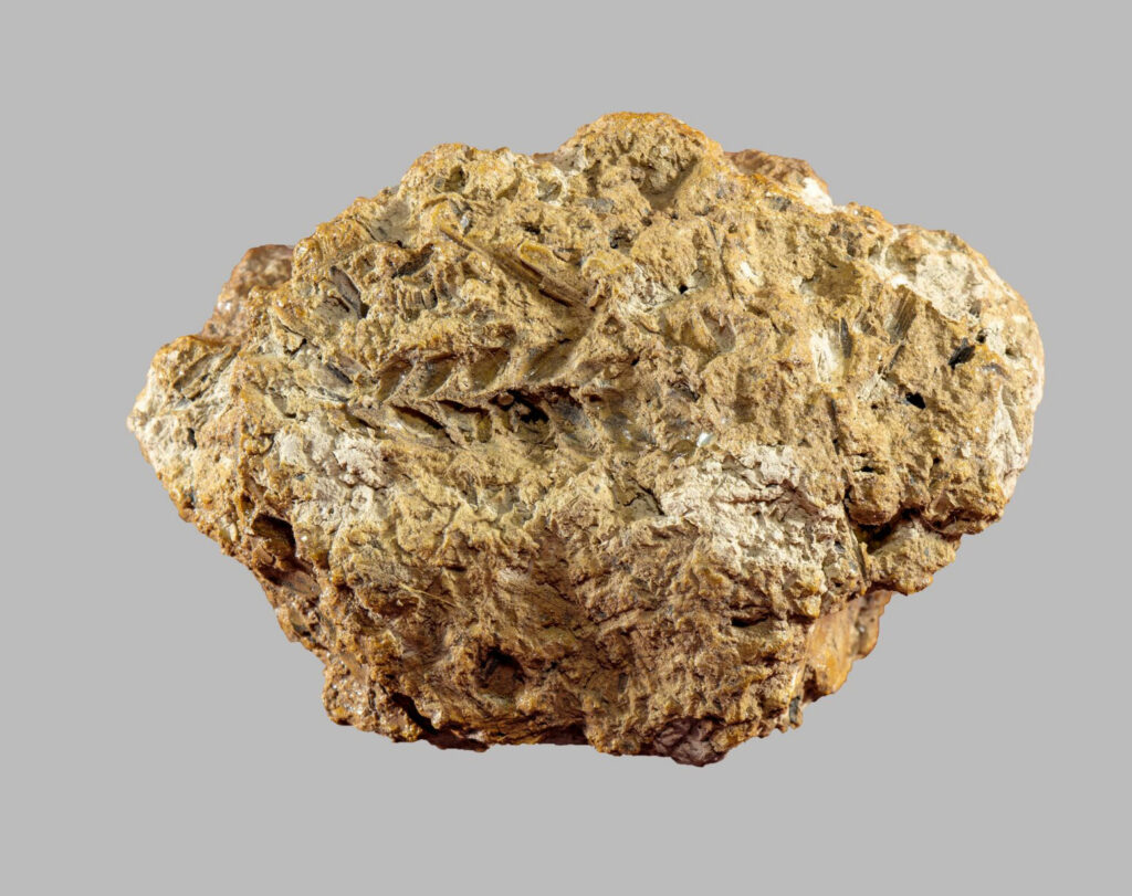 Neolithic Bread Wheat Identified in the South Caucasus