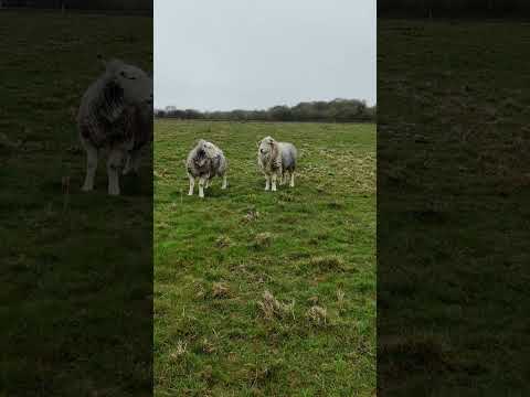Visiting the rams.