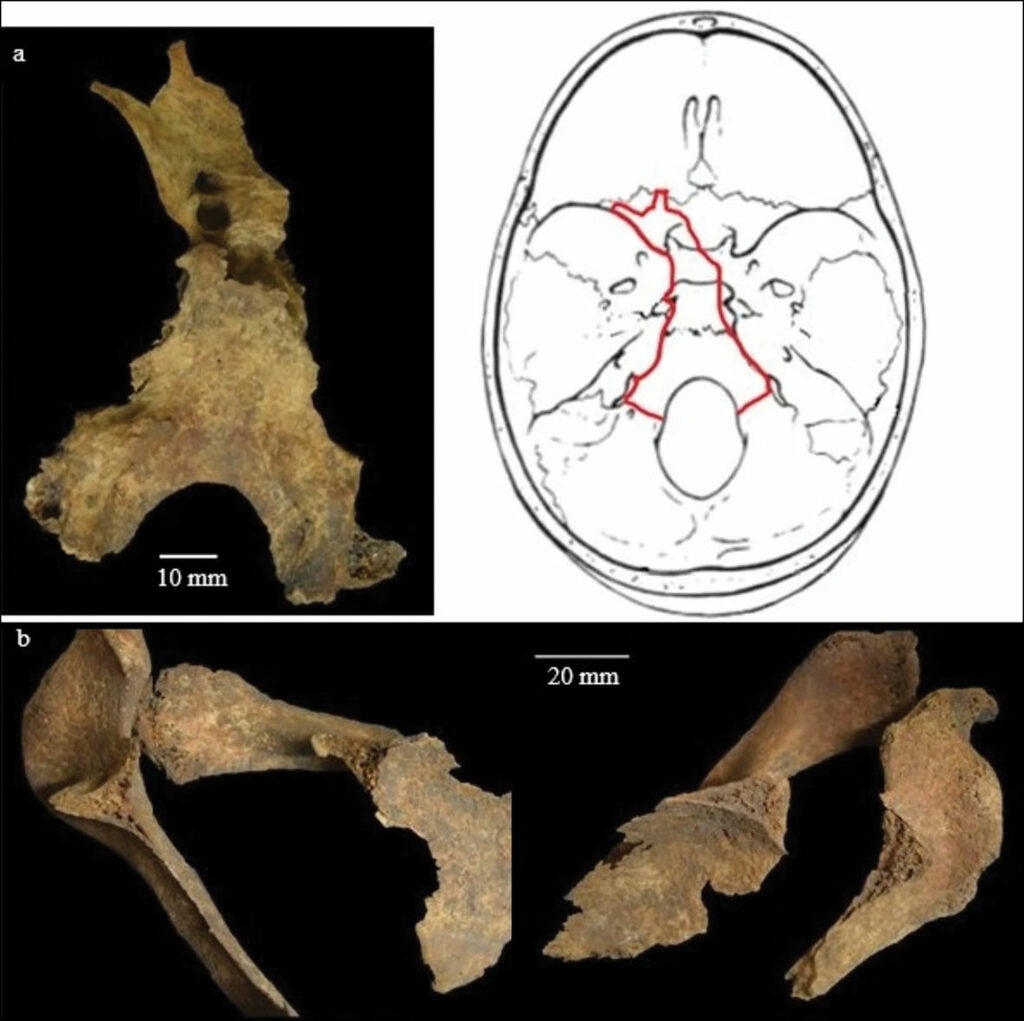 2,000-Year-Old Bones from Scotland Studied