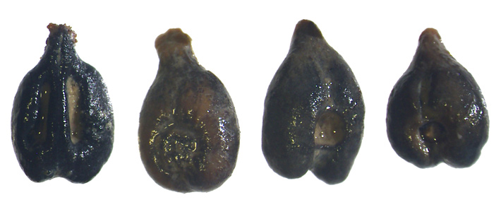 Etruscan Wine Makers Cloned a Single Grape Variety for Hundreds of Years
