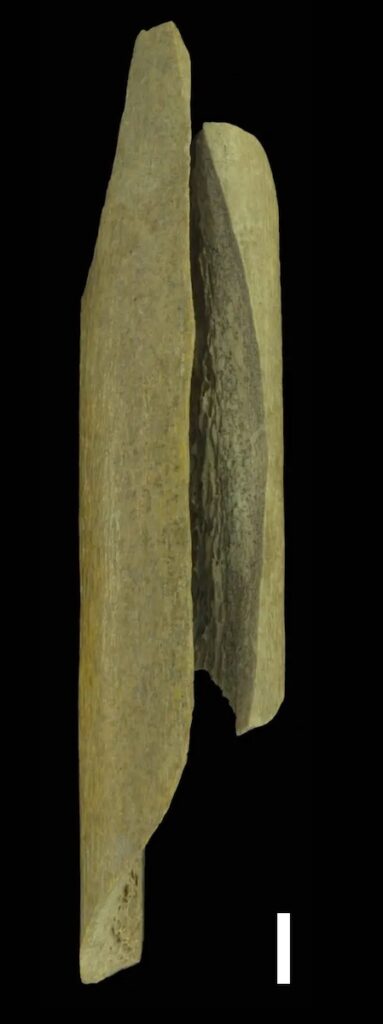 Genomes of Europe’s Last Neanderthals Analyzed