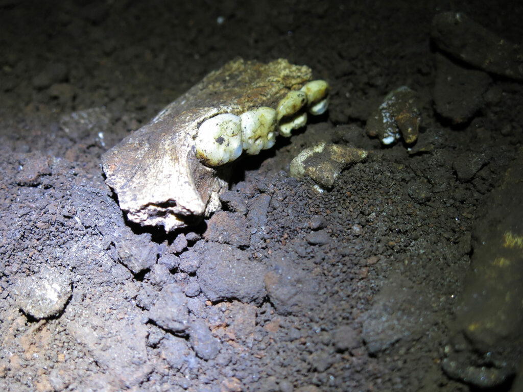 Genetic Material Recovered from 300,000-Year-Old Homo naledi Teeth