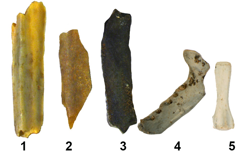 Traces of Homo erectus Fire Use Dated to 1.8 Million Years Ago