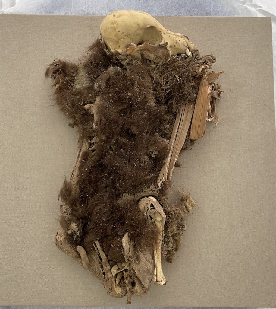 1,100-Year-Old Mummified Dogs from Peru Analyzed
