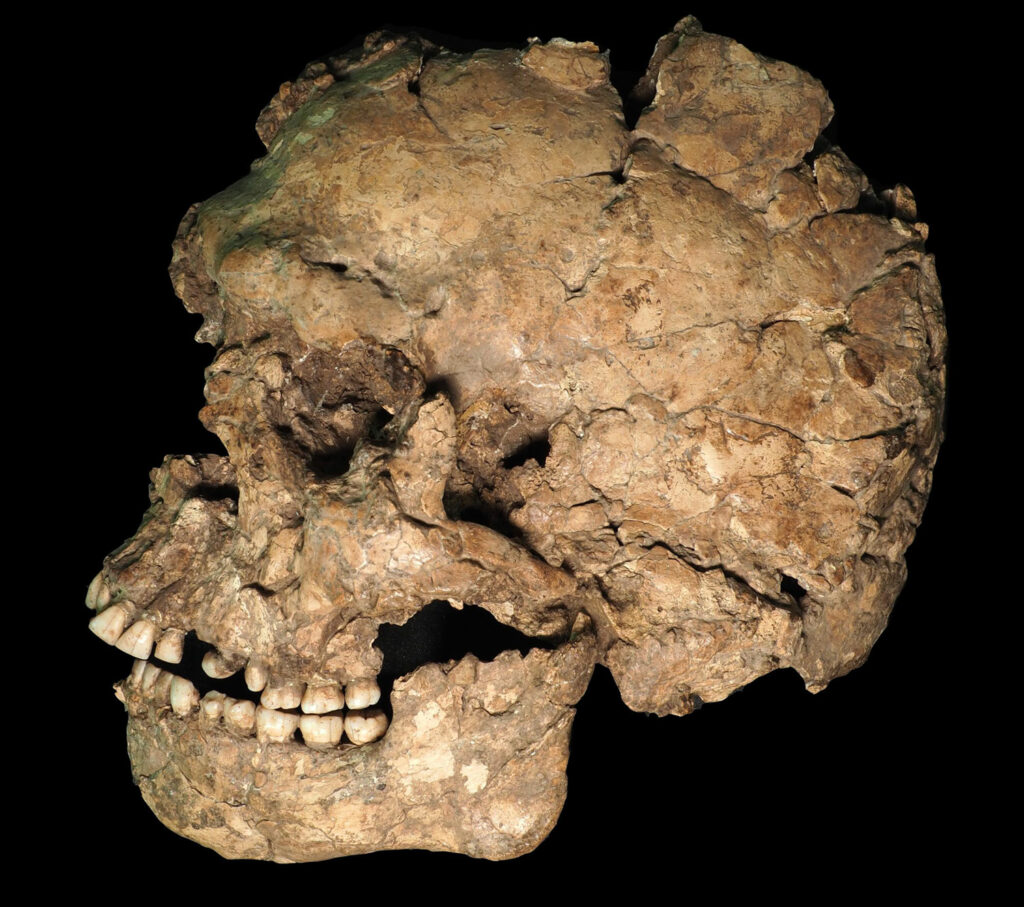 Jaw Wound in 90,000-Year-Old Fossil Points to Violence Among Modern Humans