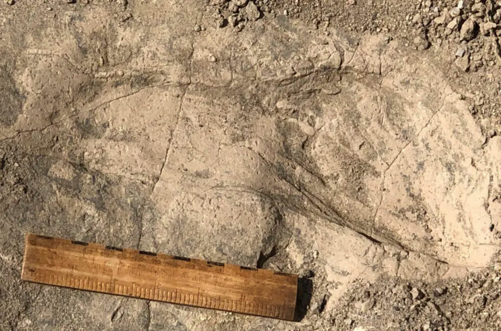 Hominin Footprints at Lake Turkana Reevaluated