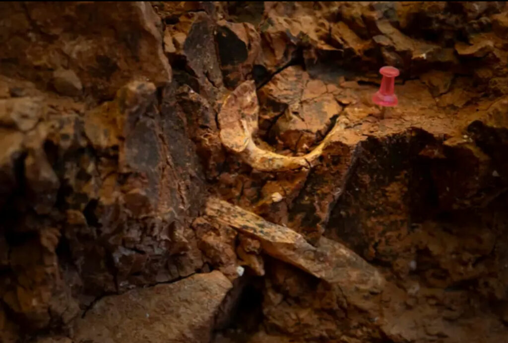 Possible Marks of Cannibalism Detected on Adult Homo Antecessor Fossils