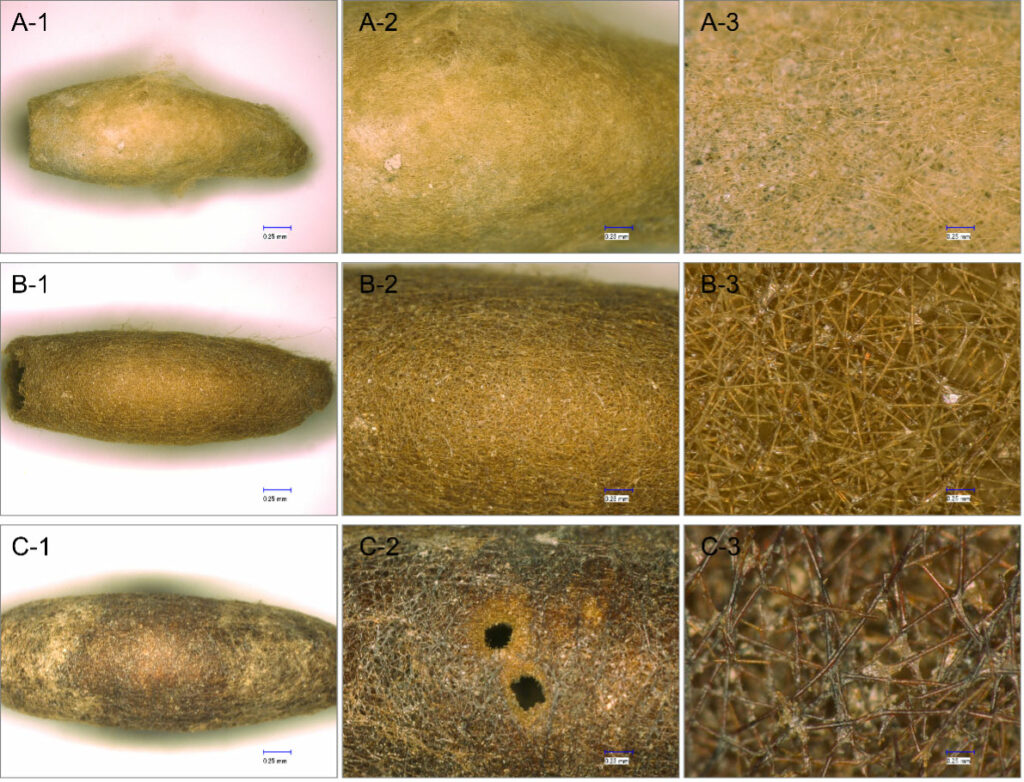 Earliest Evidence of Silkworm Cultivation Found Outside of China
