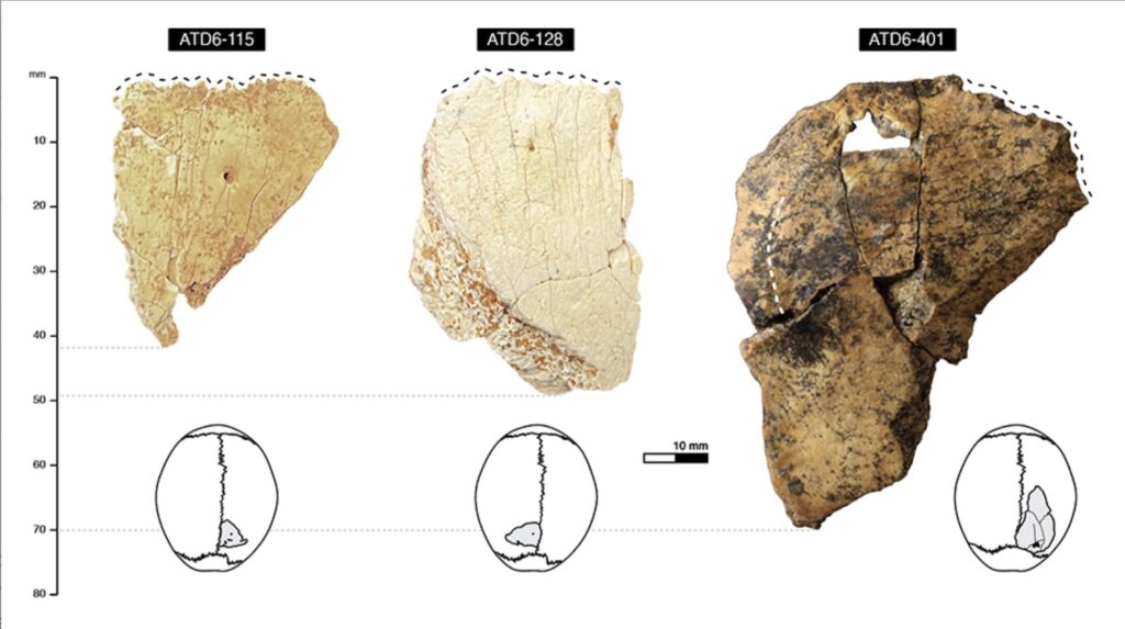 Homo antecessor Skull Fragments Examined
