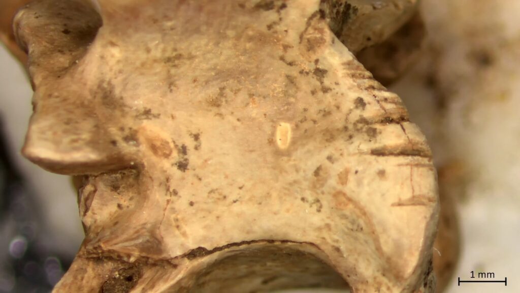 Natufian Hunters May Have Consumed Reptiles