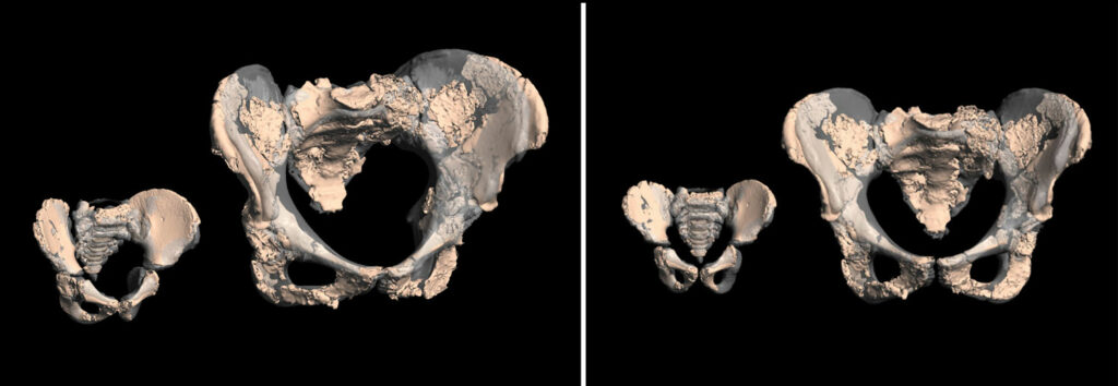 Study Compares Neanderthal and Modern Human Hip Bones