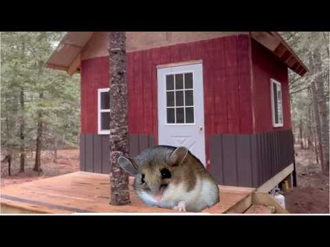 How to Keep Mice out of Your Cabin