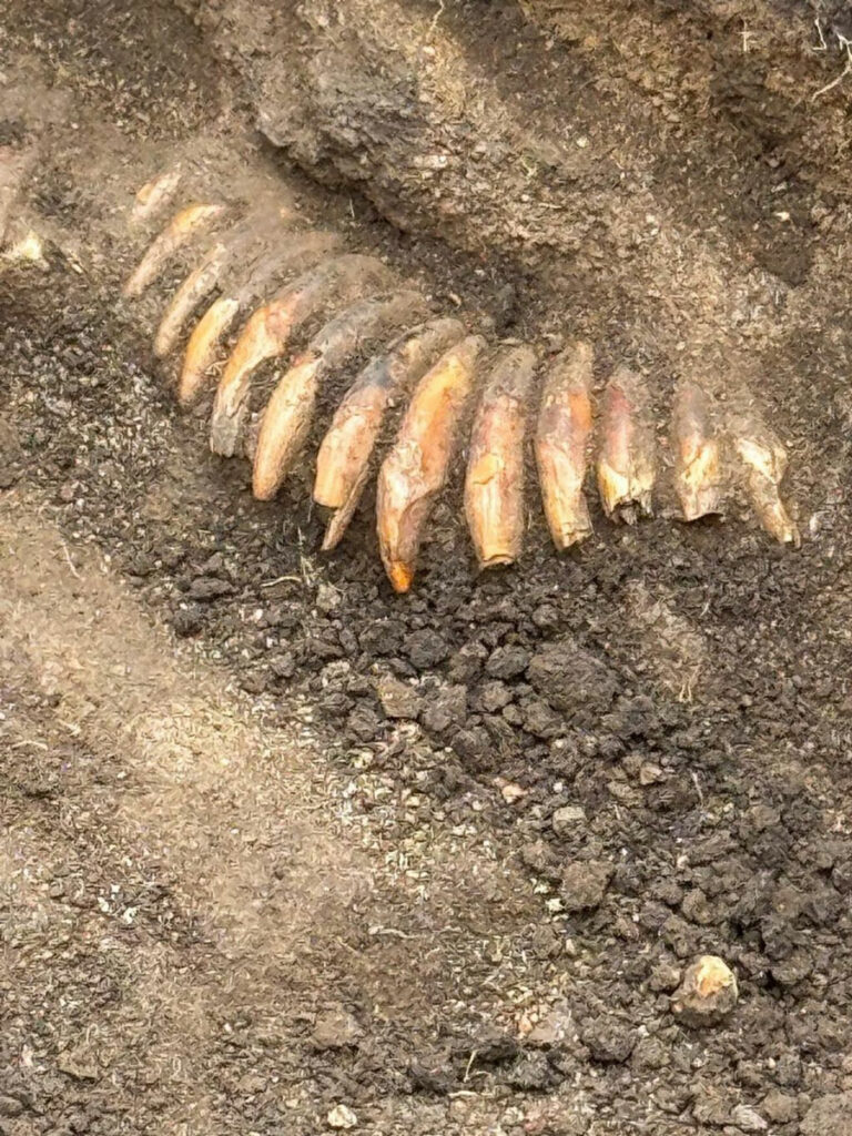 Another Unusual Burial Found at Ancient Polish Cemetery