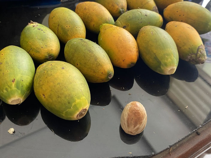 Indonesian Hunter-Gatherers May Have Treated Toothaches with Betel Nuts