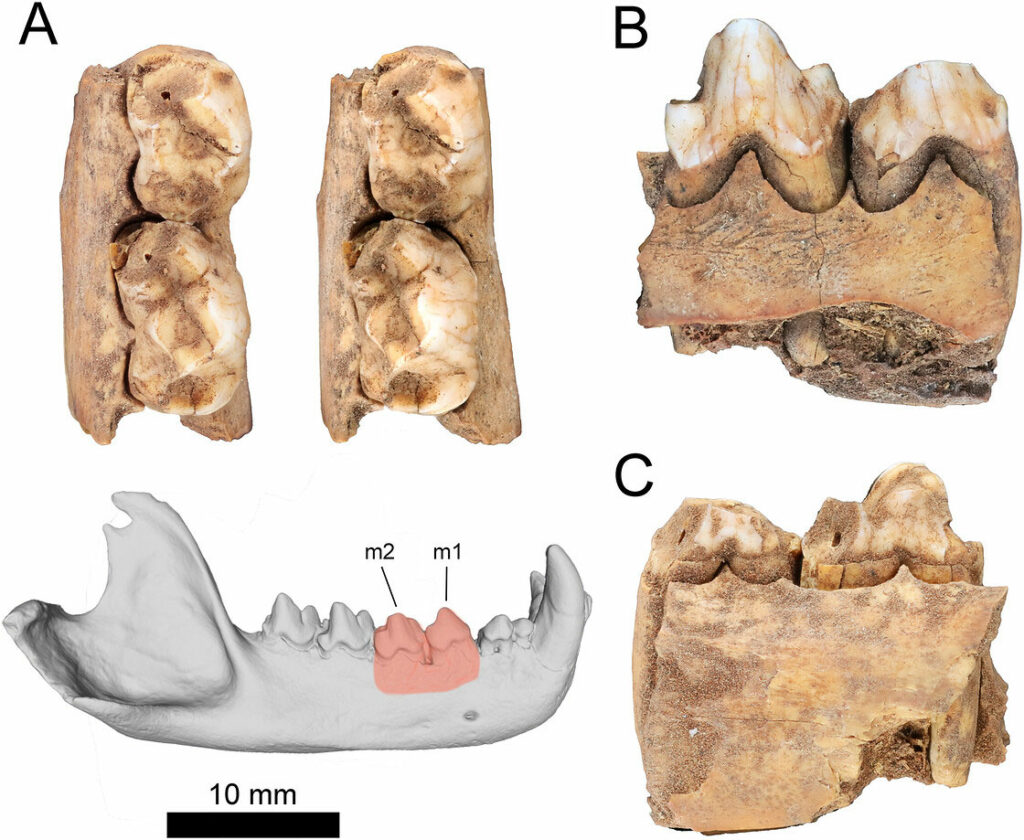 Humans and Tasmanian Devils Coexisted Millennia Ago in Western Australia