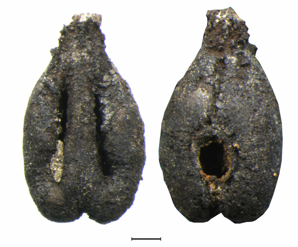 Phoenicians Brought First Cultivated Grapevines to Iberia