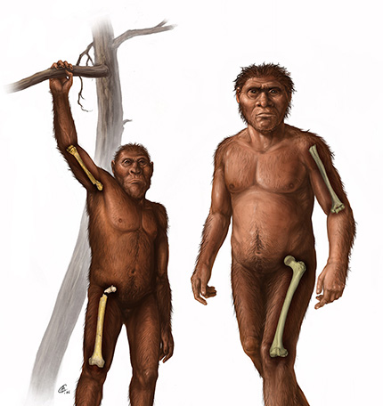 When Did Human Ancestors Stop Climbing Trees?