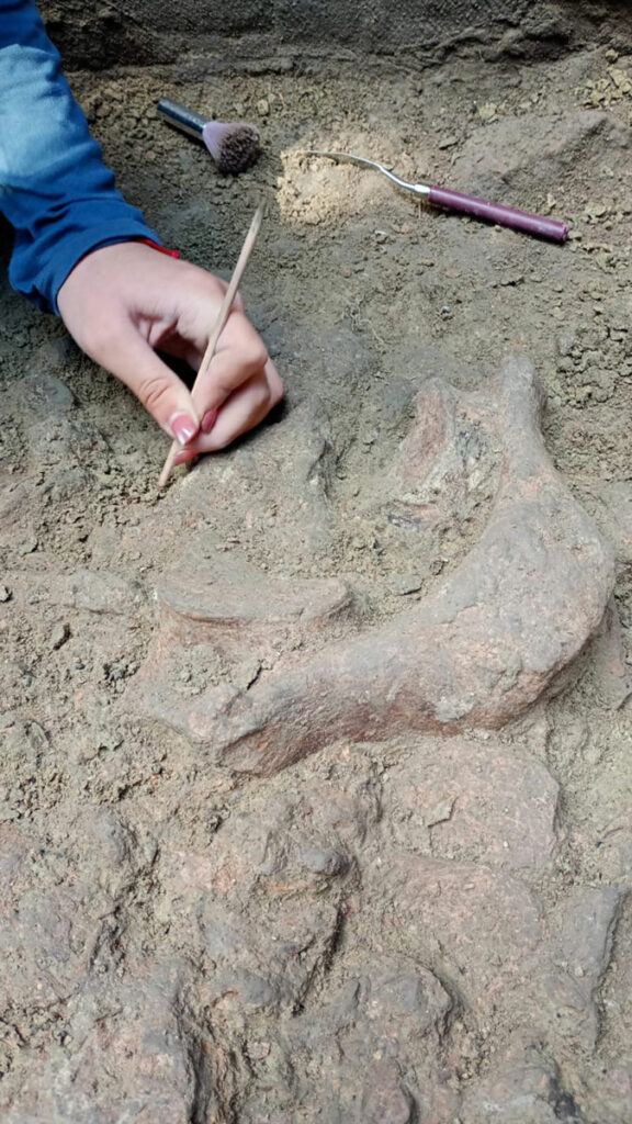 Butchered Bones in Chile Dated to 13,000 Years Ago