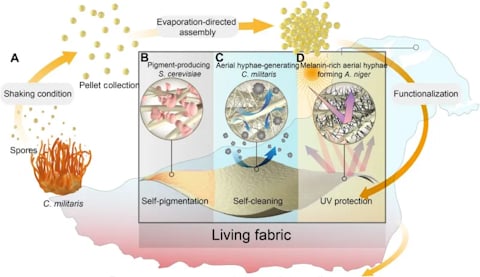 Creating green clothing with living fungi