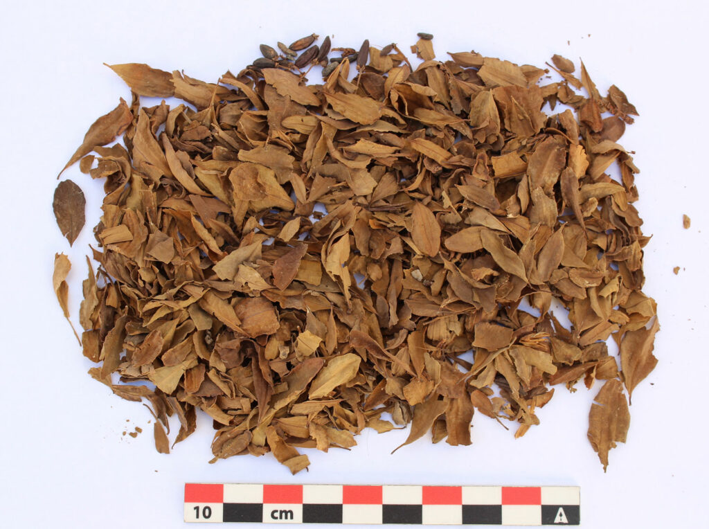 Coca Leaves Found in Llama Wool at Peru’s Tambo Viejo