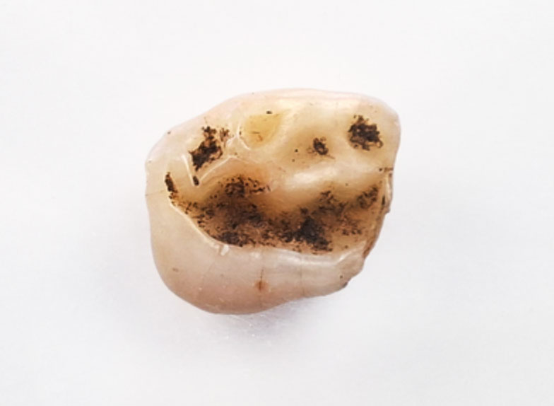 Evidence for Agricultural Transition Identified in Cave Overlooking the Adriatic Sea