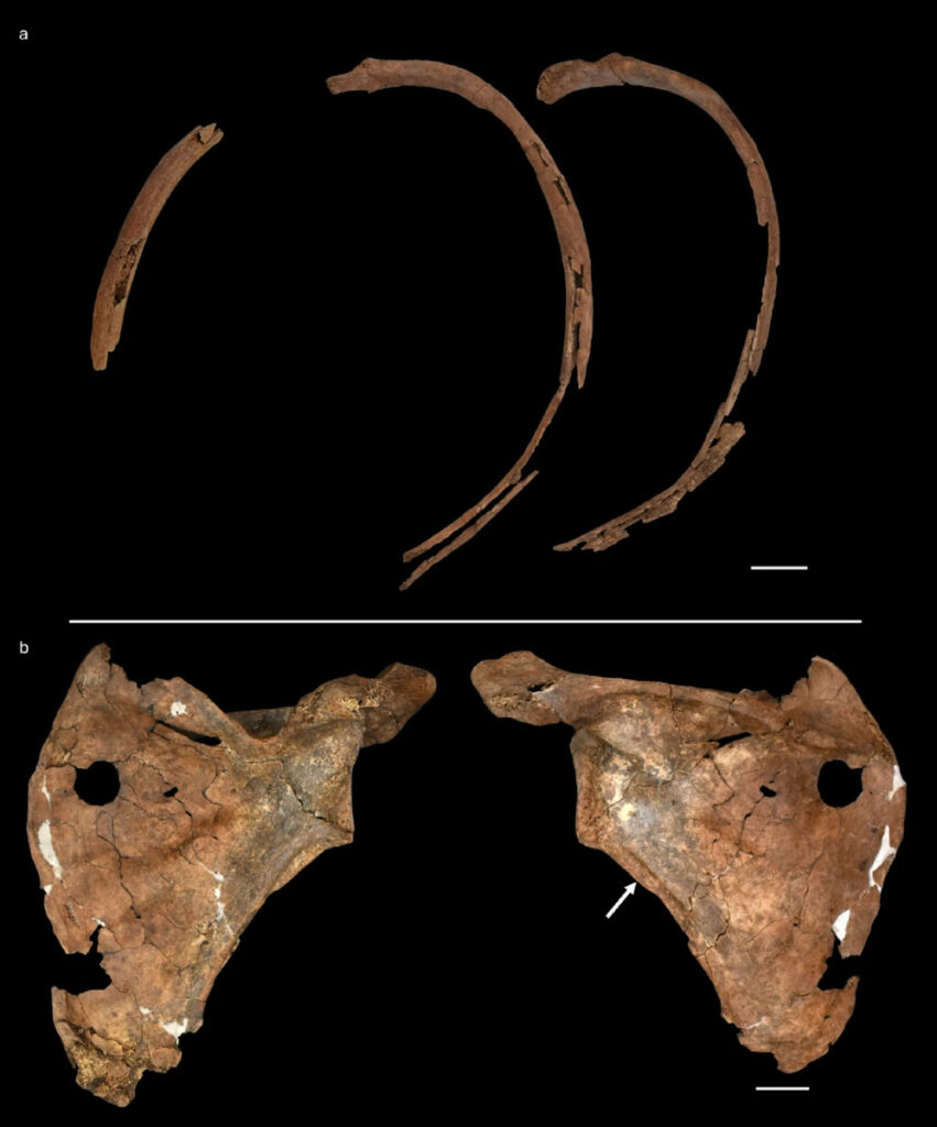 Possible Fatal Wound Identified in Neanderthal Bone